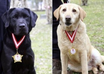 78 kişiyi kurtardılar: Arama kurtarma köpeklerine madalya verildi