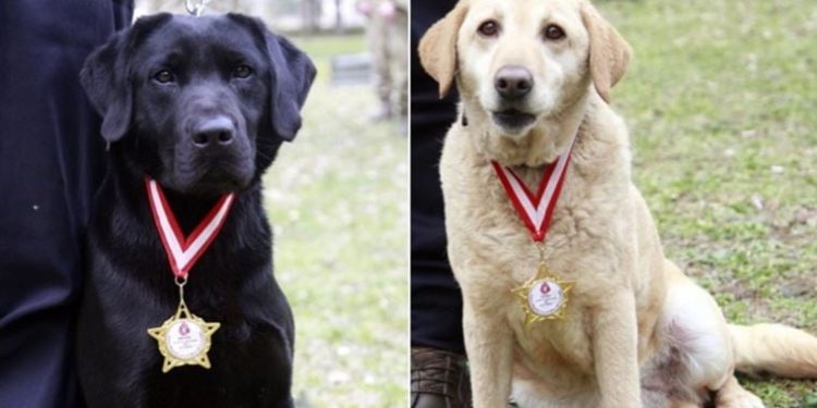 78 kişiyi kurtardılar: Arama kurtarma köpeklerine madalya verildi