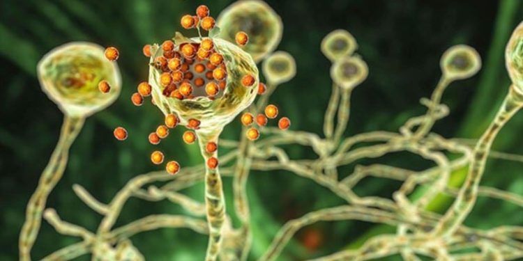 ABD’de kara mantar hastalığı ‘acil tehdit’ uyarısı yapıldı