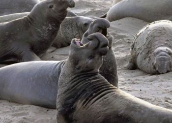 Araştırma: ‘Çok eşlilikte aşırıya kaçmak’ deniz fillerine erken ölüm getiriyor