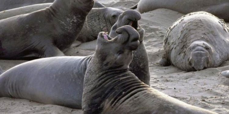 Araştırma: ‘Çok eşlilikte aşırıya kaçmak’ deniz fillerine erken ölüm getiriyor