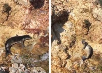 Ayvalık’ta fok balığı güneşlenirken görüntülendi