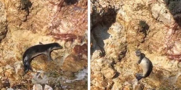 Ayvalık’ta fok balığı güneşlenirken görüntülendi