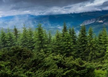 Başkan Özkara, acı tabloyu anlattı: Ormanlar sermayeye peşkeş çekildi