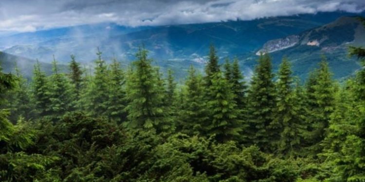 Başkan Özkara, acı tabloyu anlattı: Ormanlar sermayeye peşkeş çekildi