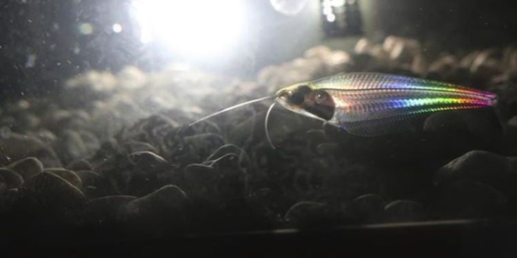 Cam gibi şeffaf olan balıkların gizemi çözüldü
