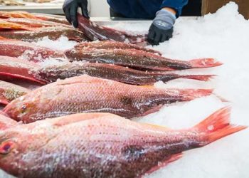 Deprem balık ihracatını vurdu: Üretim 7 milyon ton azalacak