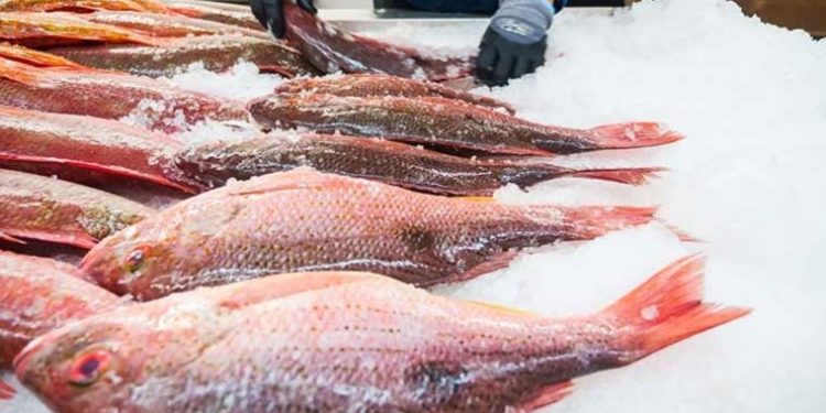 Deprem balık ihracatını vurdu: Üretim 7 milyon ton azalacak