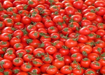 Domates tehlikesi.. Yıllarca bilmeden yanlış tüketmişiz..