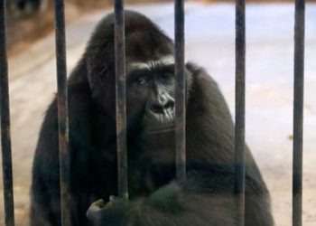 ‘Dünyanın en yalnız gorili’ için başlatılan imza kampanyası 120 bini buldu