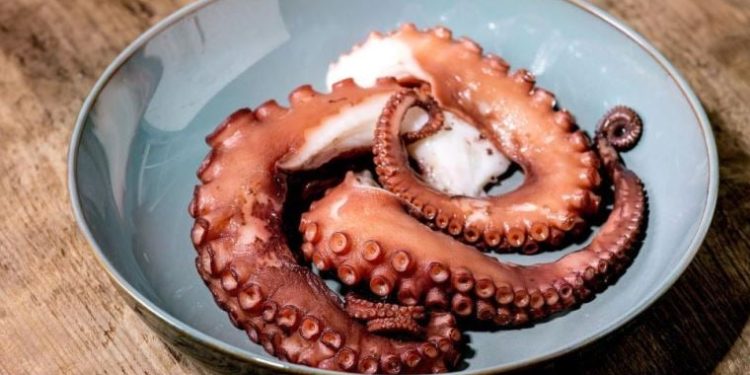 Dünyanın ilk ahtapot üretim çiftliği planına hayvan hakları örgütleri neden şiddetle karşı çıkıyor?