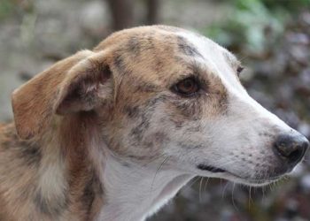 Havalı tabancayla köpek öldürdüğü iddia edilen sanığa 3 yıla kadar hapis istemi