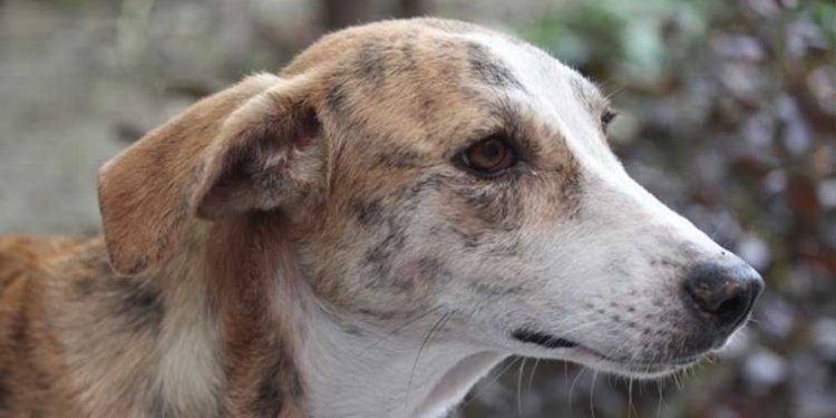 Havalı tabancayla köpek öldürdüğü iddia edilen sanığa 3 yıla kadar hapis istemi