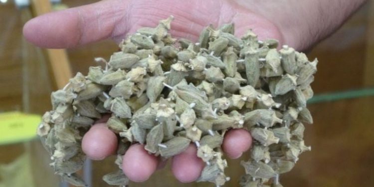 Kuru Bamya nedir? Kuru Bamya faydaları nelerdir? Kuru Bamya fiyatı ne kadar?