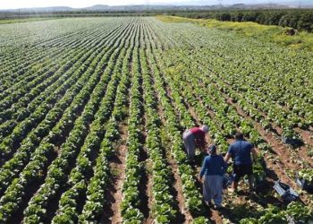 Marul üreticisi çiftçi: ‘Tarlaya göre fiyat dışarıda çok yüksek’