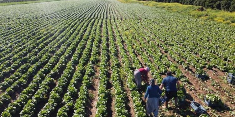 Marul üreticisi çiftçi: ‘Tarlaya göre fiyat dışarıda çok yüksek’
