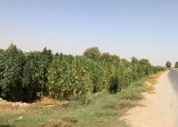 Taliban, Afganistan’da kenevir ekimini yasakladı