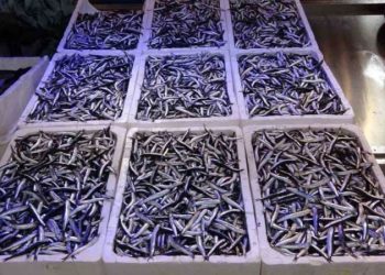 Uzmanından ‘1 yıl hamsi avlanmasın’ önerisi