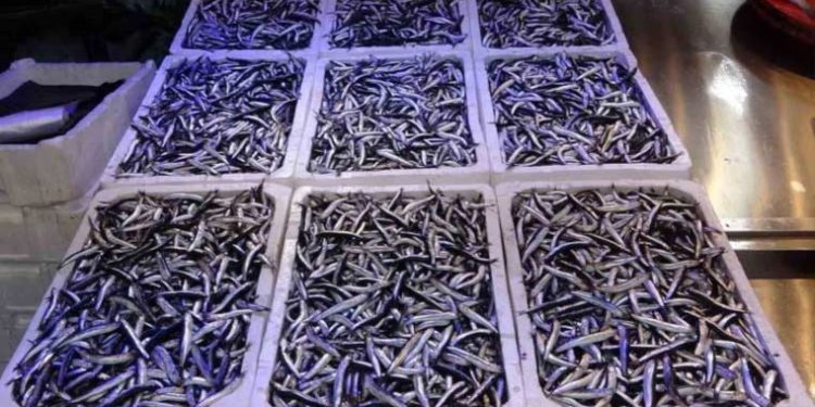 Uzmanından ‘1 yıl hamsi avlanmasın’ önerisi