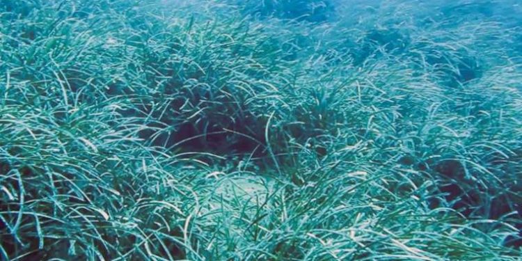 Deniz suyu sıcaklığı rekor kırdı: ‘Denizin akciğerlerini’ kavuruyor!