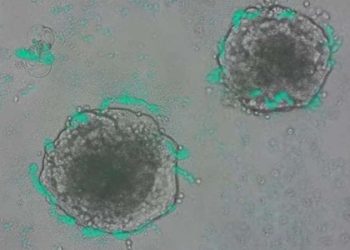 Kanser hücrelerini tespit etmek için bakteriler geliştirildi