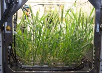 NASA’nın ardından Türk bilim insanları uzayda bitki yetiştirecek