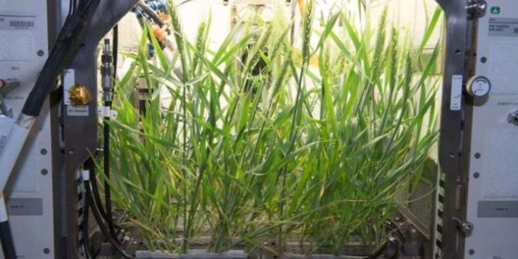 NASA’nın ardından Türk bilim insanları uzayda bitki yetiştirecek