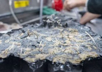 Pasifik’in derinliklerinde gizlenen ekosistem keşfedildi