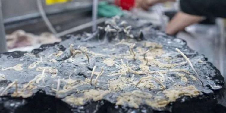 Pasifik’in derinliklerinde gizlenen ekosistem keşfedildi