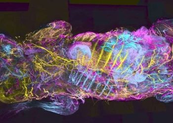 Şeffaf görüntüleme teknolojisi yapay zekayla kansere çözüm sunacak