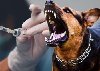 Her yıl 10 binlerce insan kuduz hastalığından ölüyor