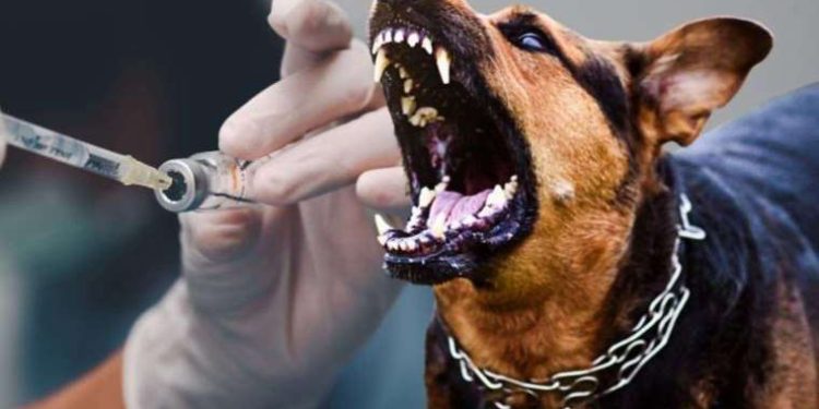 Her yıl 10 binlerce insan kuduz hastalığından ölüyor