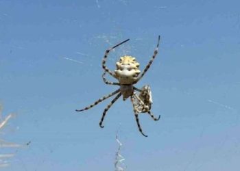 Loplu örümcek zehirli mi? Loplu örümcek öldürür mü? Loplu örümcek Türkiye’de hangi illerde var?