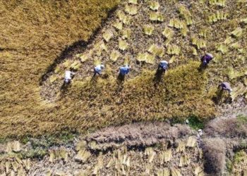 Bolu’da coğrafi işaretli lezzette hasat başladı! ‘Kilosu 100 liradan satılacak…