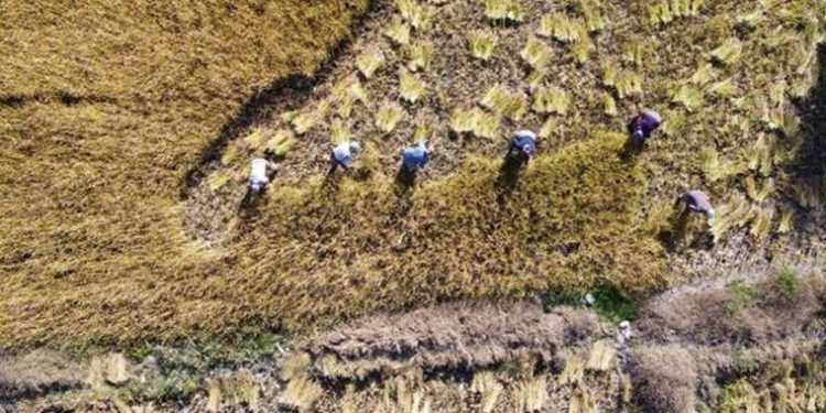 Bolu’da coğrafi işaretli lezzette hasat başladı! ‘Kilosu 100 liradan satılacak…