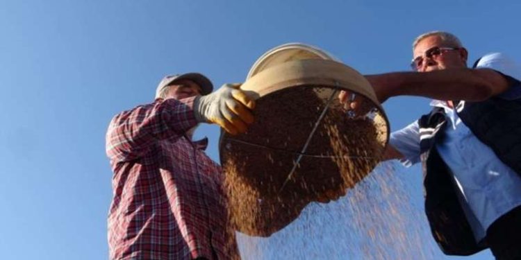 Manavgat’ın tescilli lezzeti ‘altın susam’da hasat zamanı: Kilosu 85 TL