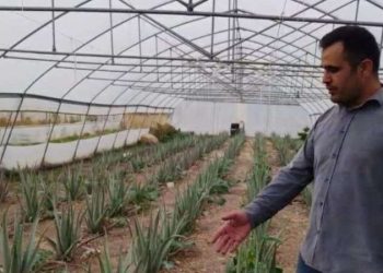 Tabur komutanının önerisiyle ekti: Hakkari’de ilk kez yetiştirildi!