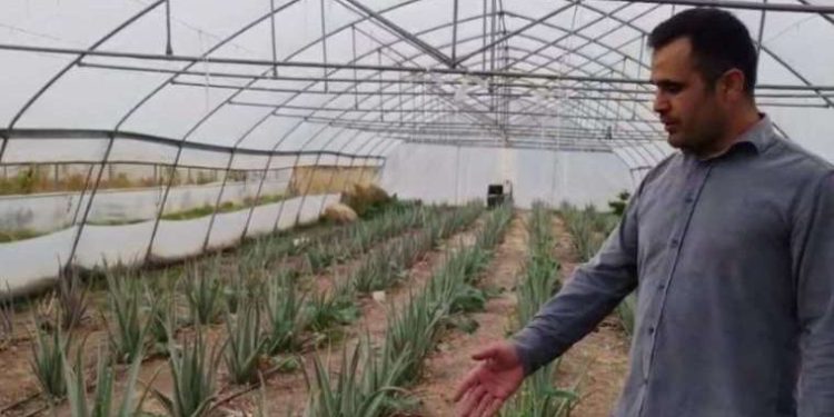 Tabur komutanının önerisiyle ekti: Hakkari’de ilk kez yetiştirildi!