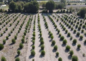 Ücretsiz dağıtılmıştı, şimdi köyün gelir kaynağı…