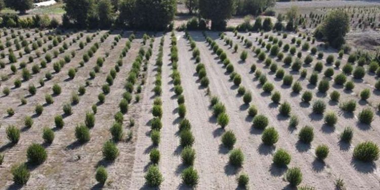 Ücretsiz dağıtılmıştı, şimdi köyün gelir kaynağı…