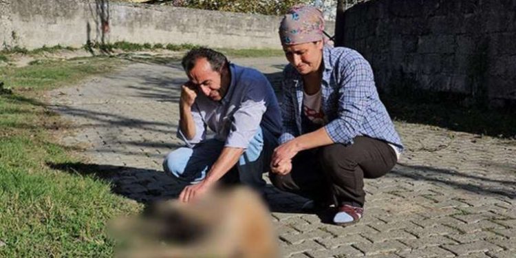 Evinin bahçesinde baktığı köpekler darbedilip, öldürüldü!