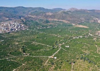 Gümüldür’de hasat başladı: C vitamini deposu , grip ve soğuk algınlıklarına karşı kalkan görevi görüyor