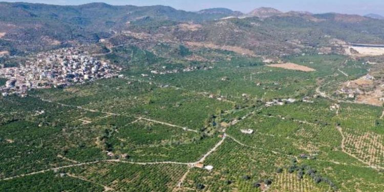 Gümüldür’de hasat başladı: C vitamini deposu , grip ve soğuk algınlıklarına karşı kalkan görevi görüyor