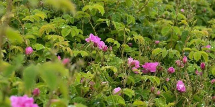 Isparta’da gül fiyatı belli oldu… Bu yıl rekolte 10 bin ton